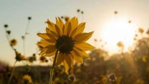 A closeup of a wild sunflower facing the morning sun with a field of wild sunflowers in the background.