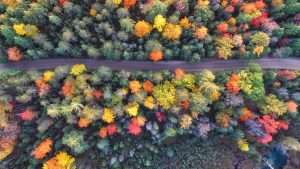 A road runs through a forest that is changing to fall colors.